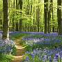 Stroll through the Bluebell Woods