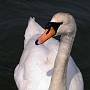 This is my best side - Please take my picture (Swan)