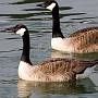 A pair of Canadian Geese