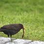 Nice fat jucy worm - female blackbird