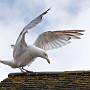 Just Landing (Herring Gull - Larus argentatus)