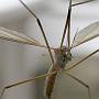 Crane Fly (Tipula Oleracea)