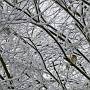Snow covered branches down lanes in Basingstoke