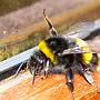 Trapped<br />Bumble Bee (Bombus Terrestris)