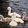Mute Swan (Cygnus olor) taken in Lymington with cygnets swiming between moored boats