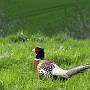 A Pheasant day